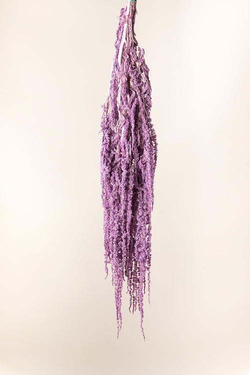 Amaranthus