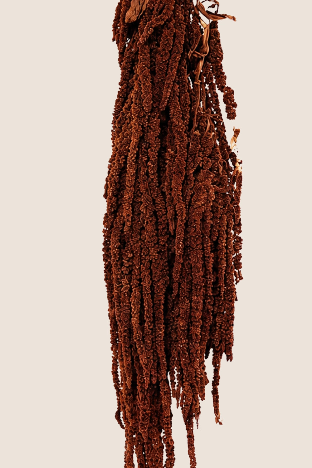 Amaranthus