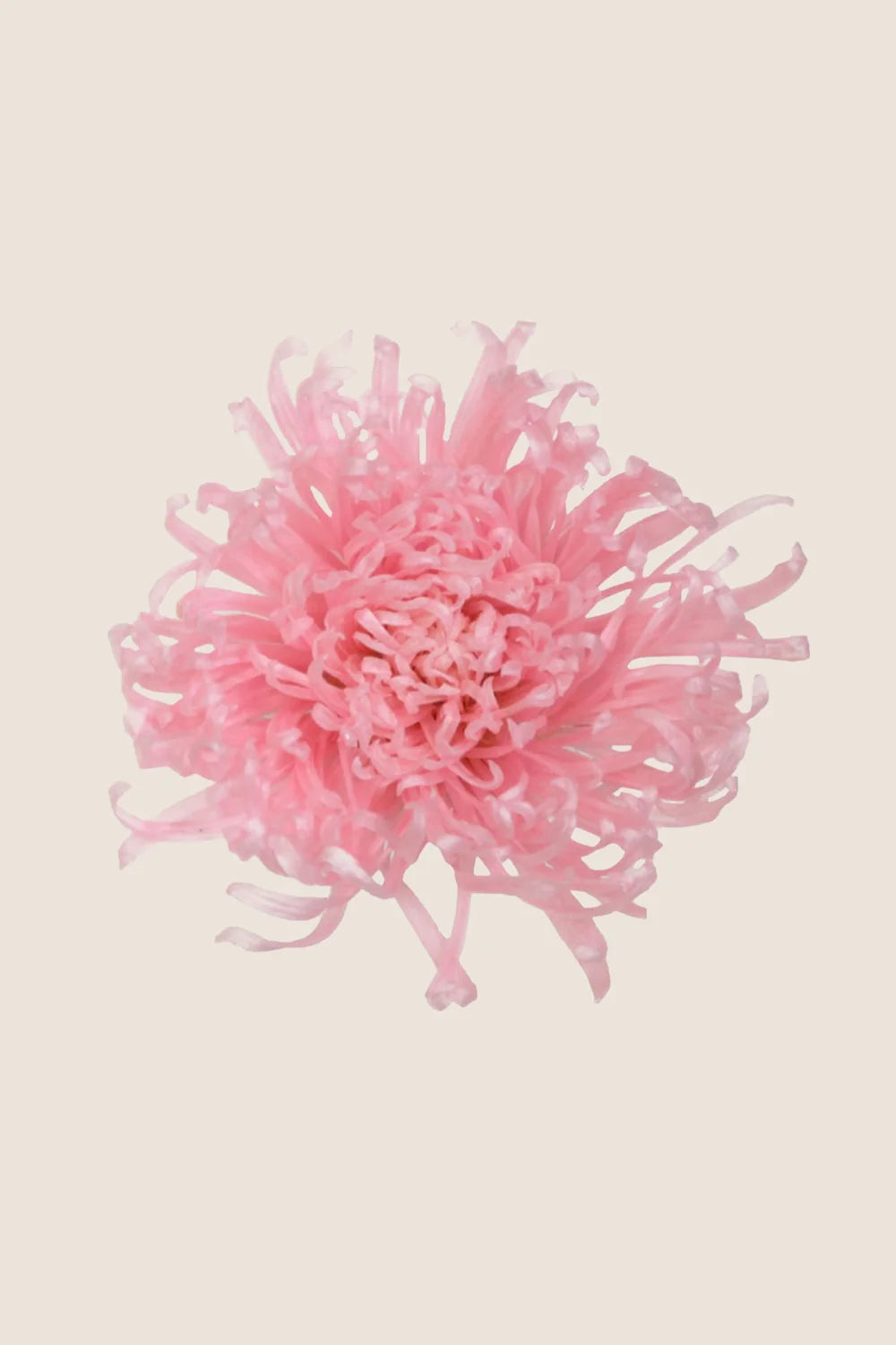 Anastasia Chrysanthemum - Caja de 3 cabezas