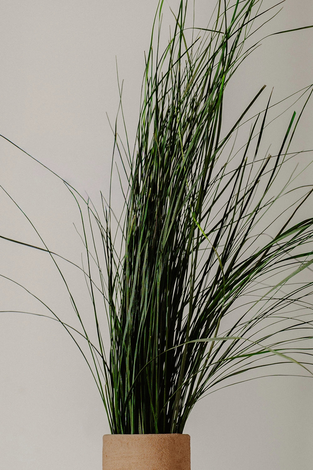Bear grass