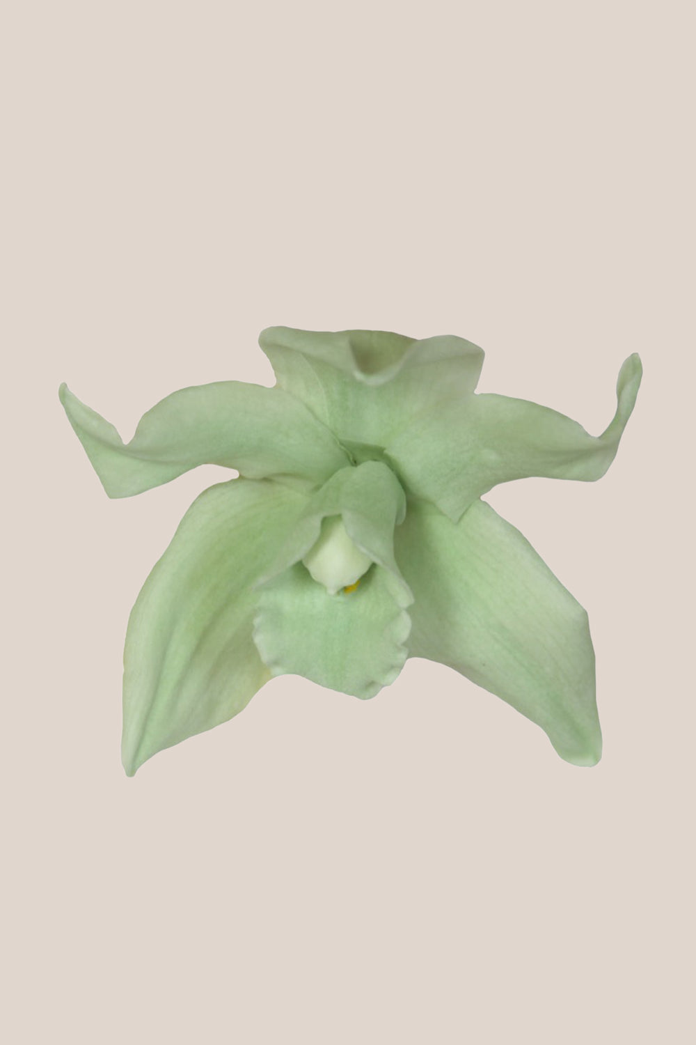 Dendrobium-Orchidee – Box mit 5 Köpfen