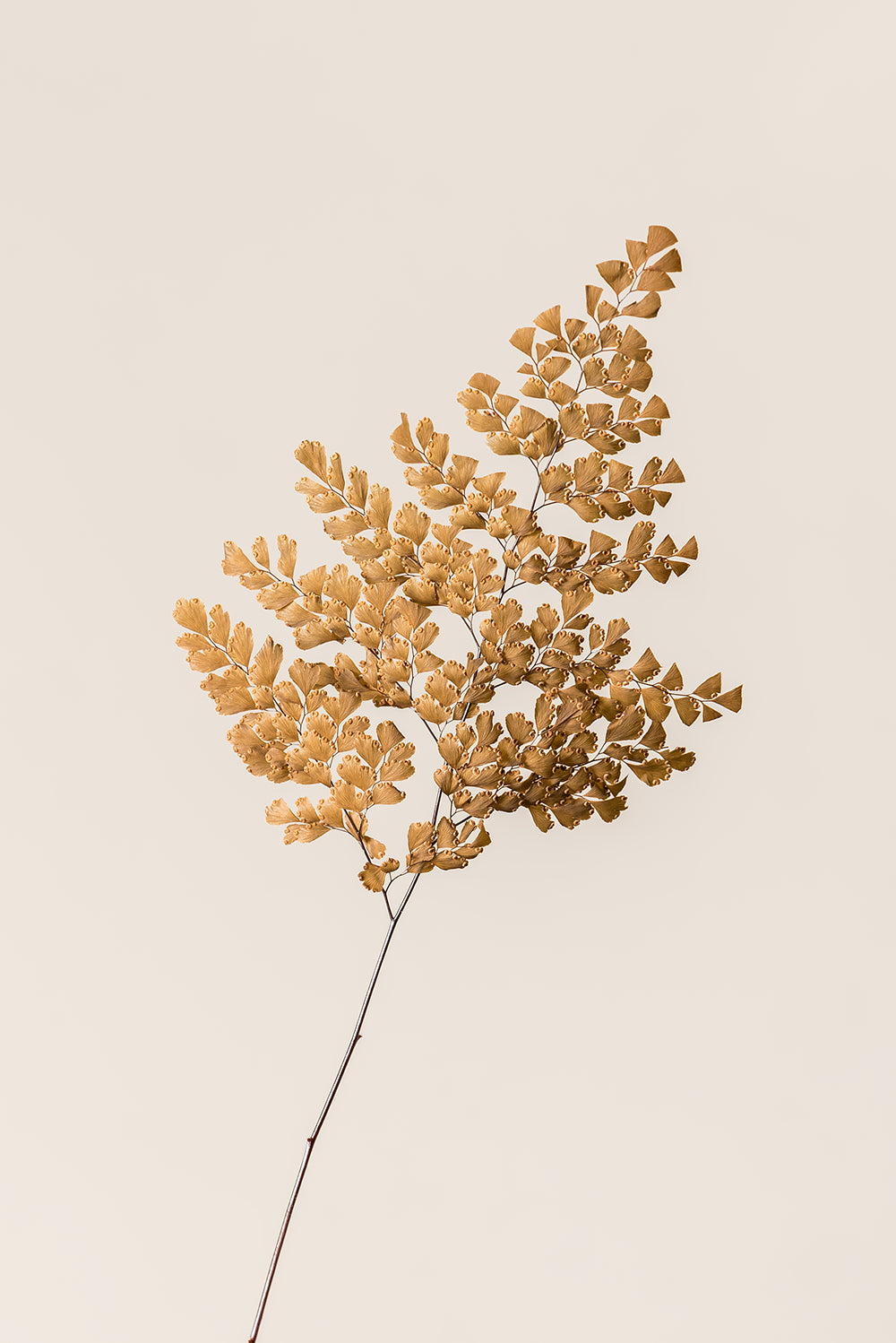 Lutti Fern