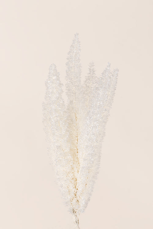 Foxtail