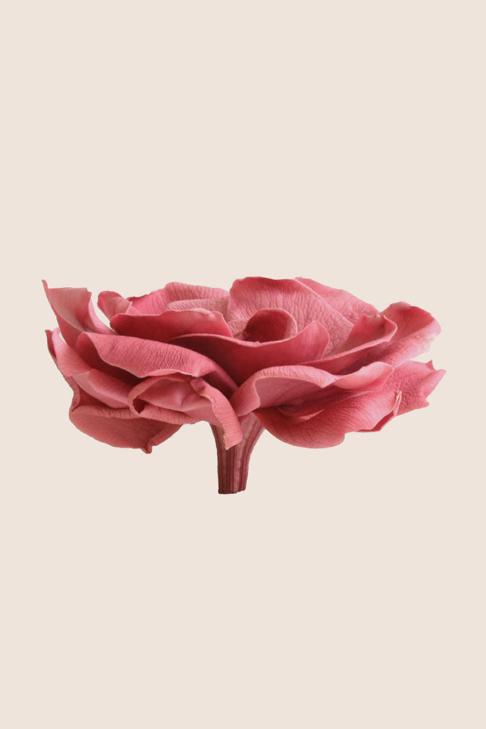 Gardénia - Coffret 3 têtes