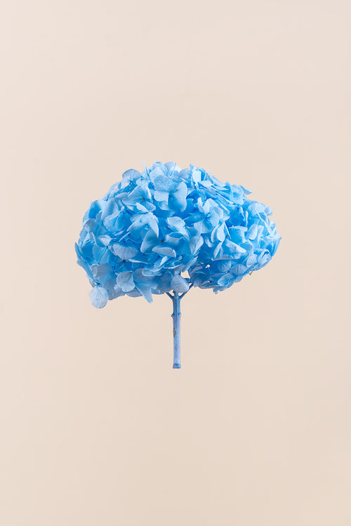 Premium Hydrangea