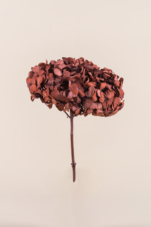 Premium Hydrangea