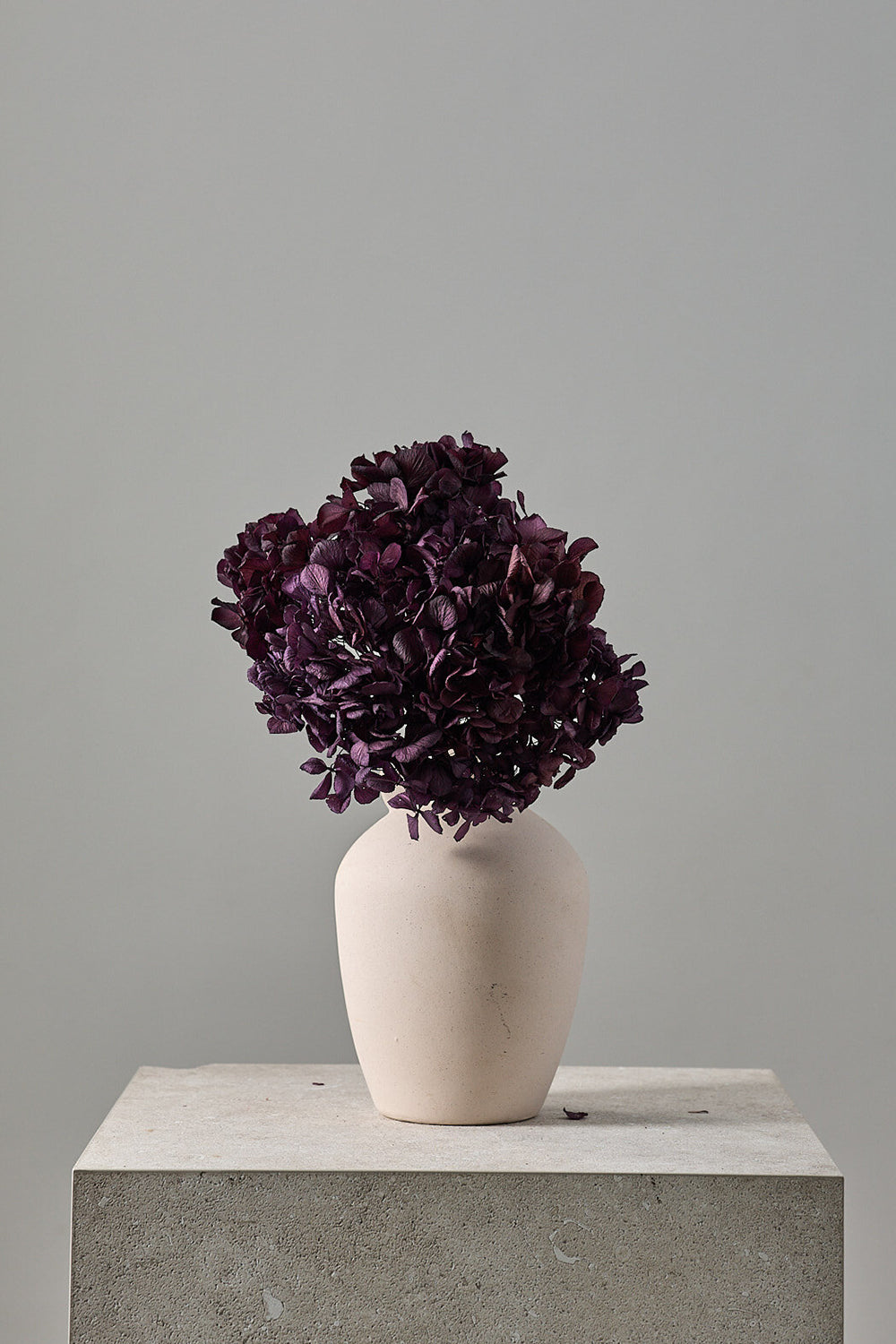 Standard Hydrangea
