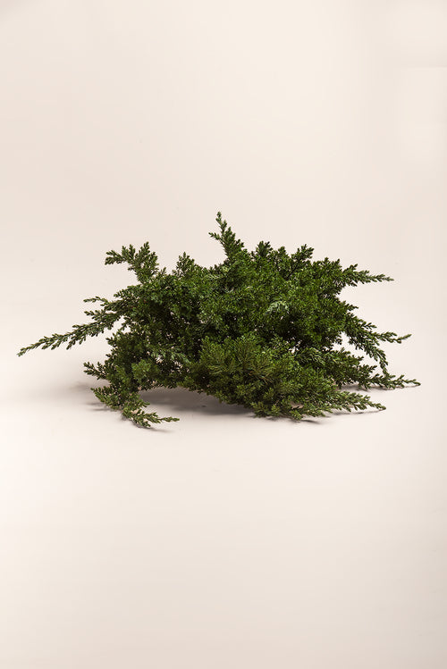 Juniperus Procumbens