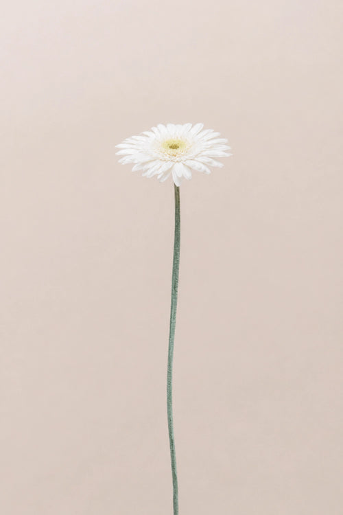 Gerberas Avec Tiges - Boîte 4 u.