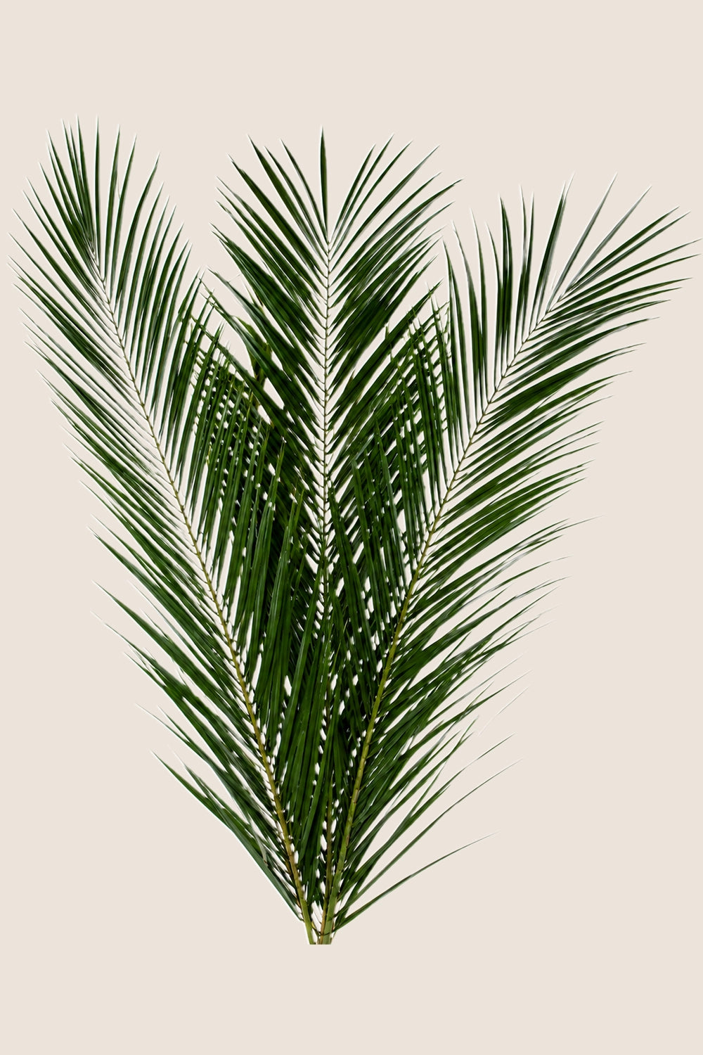 Phoenix Canariensis