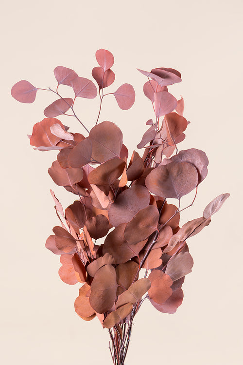 Populus
