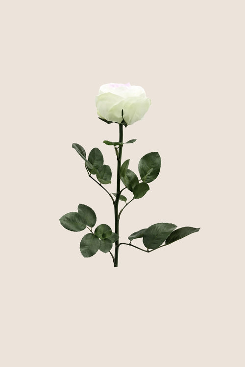Mini-rosiers de jardin en vrac - Paquet de 25 u.