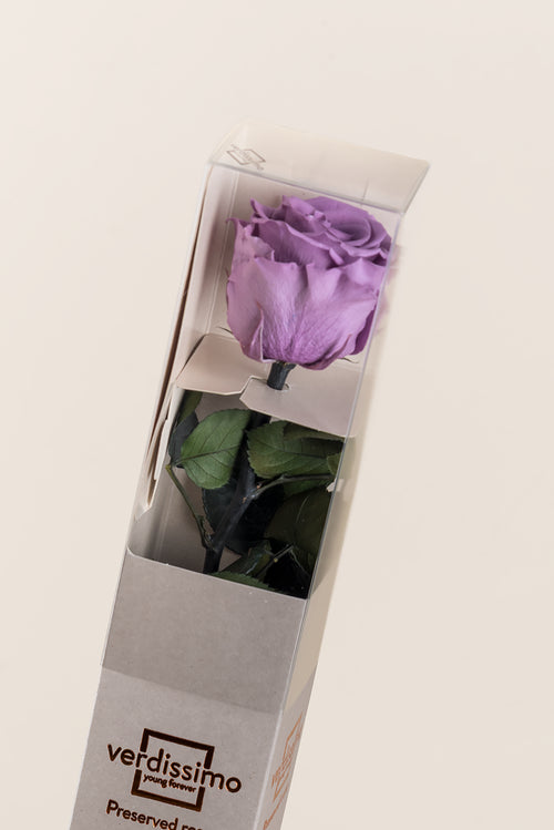 Amorosa Standard Gift Box - Pack 20 u.