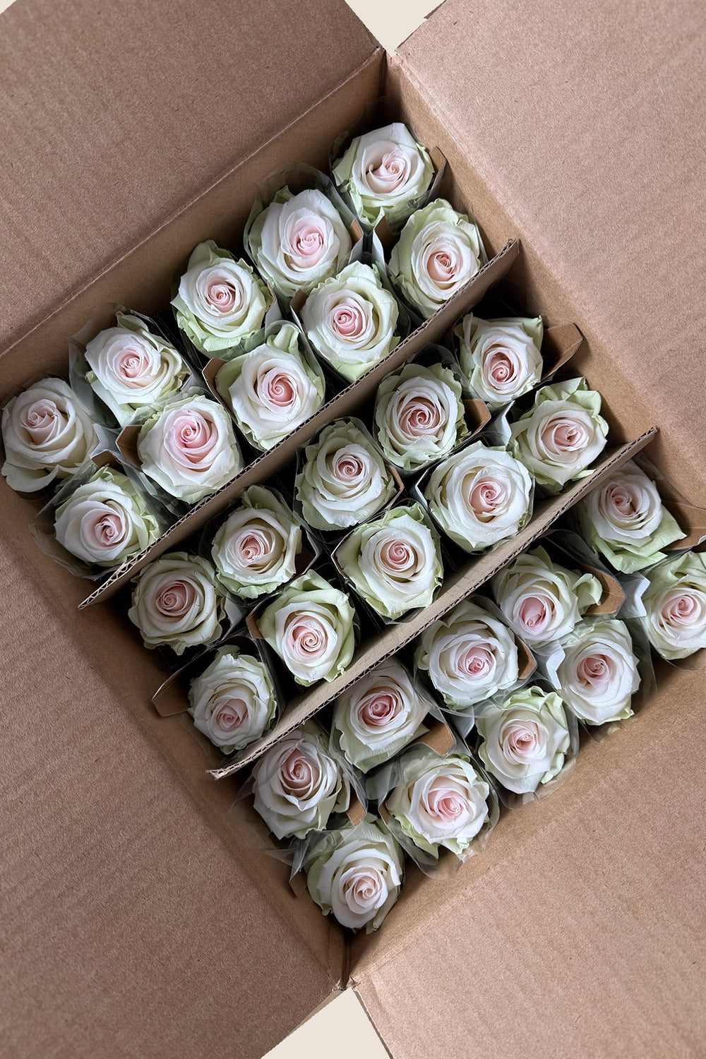 Amorosa Standardgroßpackung – Pack mit 30 Stk.