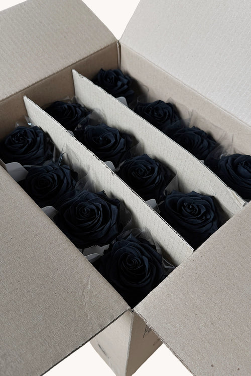 Amorosa Premium Bulk - Pack 12 u.