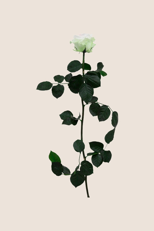 Amorosa Standardgroßpackung – Pack mit 30 Stk.