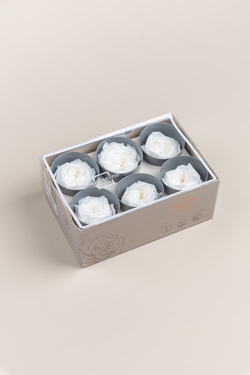 Rose Garden - Box mit 6 Köpfen
