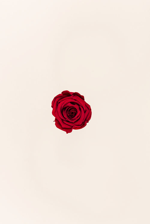 Rosa Mediana a Granel - Pack 192 u.