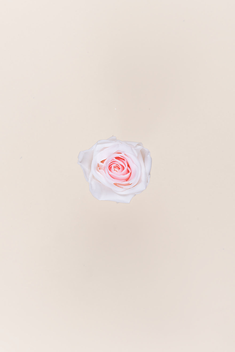 Rose Medium - Box 8 heads