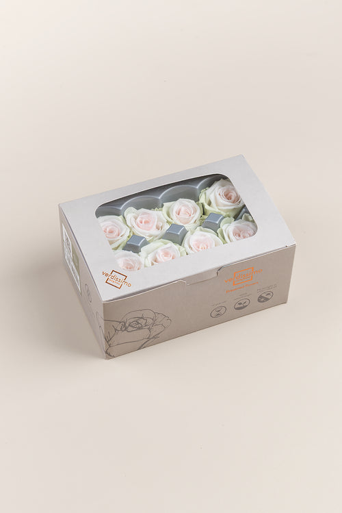 Rose Medium - Box 8 Köpfe