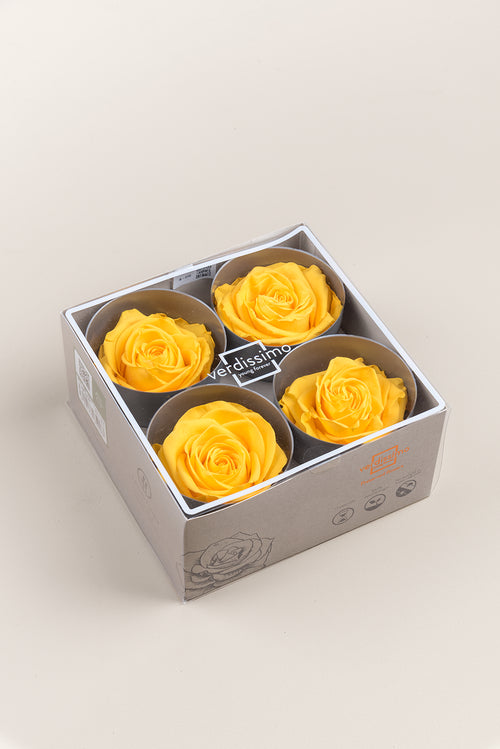 Rose Premium – Box mit 4 Köpfen