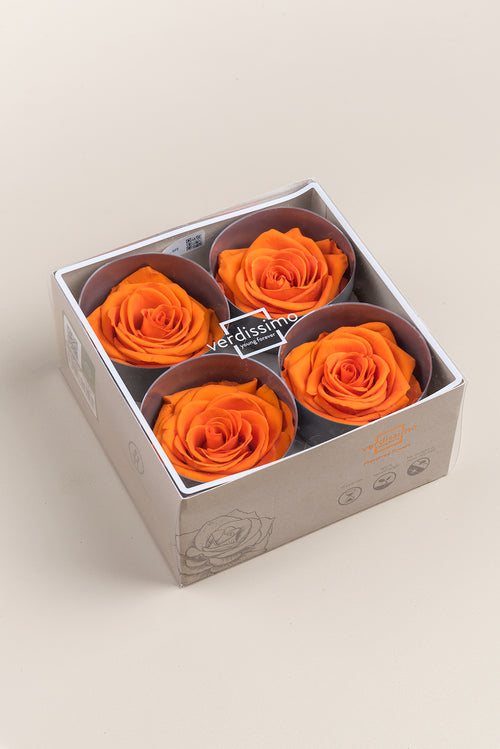 Rose Premium – Box mit 4 Köpfen