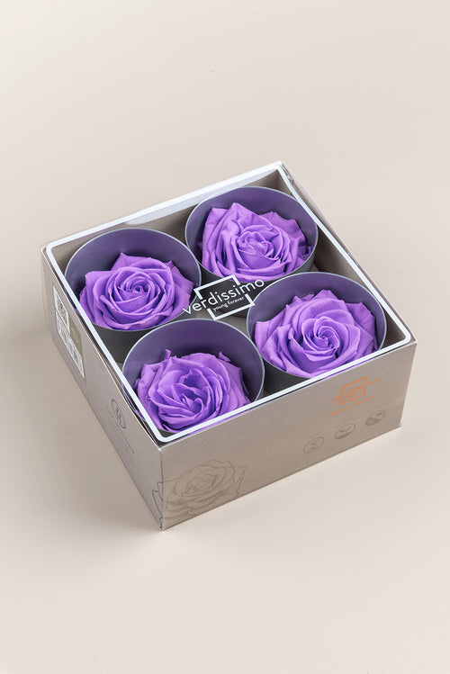 Rose Premium – Box mit 4 Köpfen