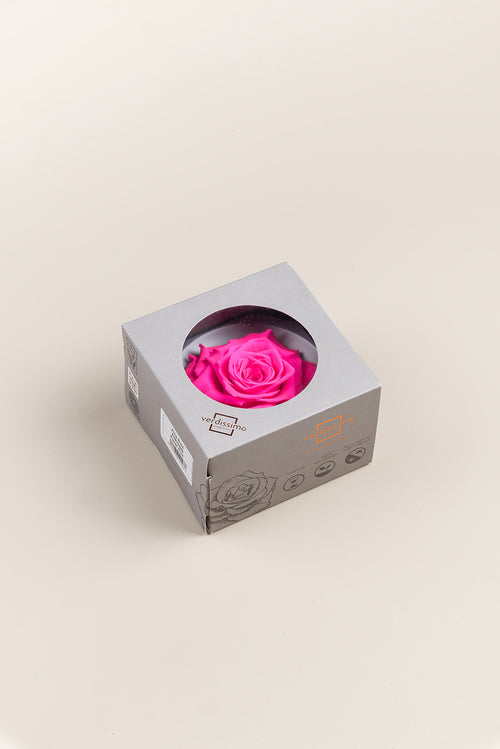 Rose king - Cabecera caja 1