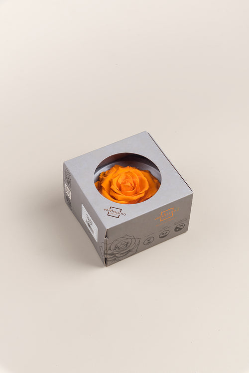 Rosenkönig - Box 1 Kopf