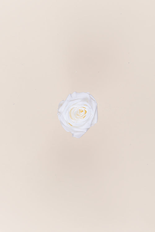Rose en vrac - Paquet de 288 u.