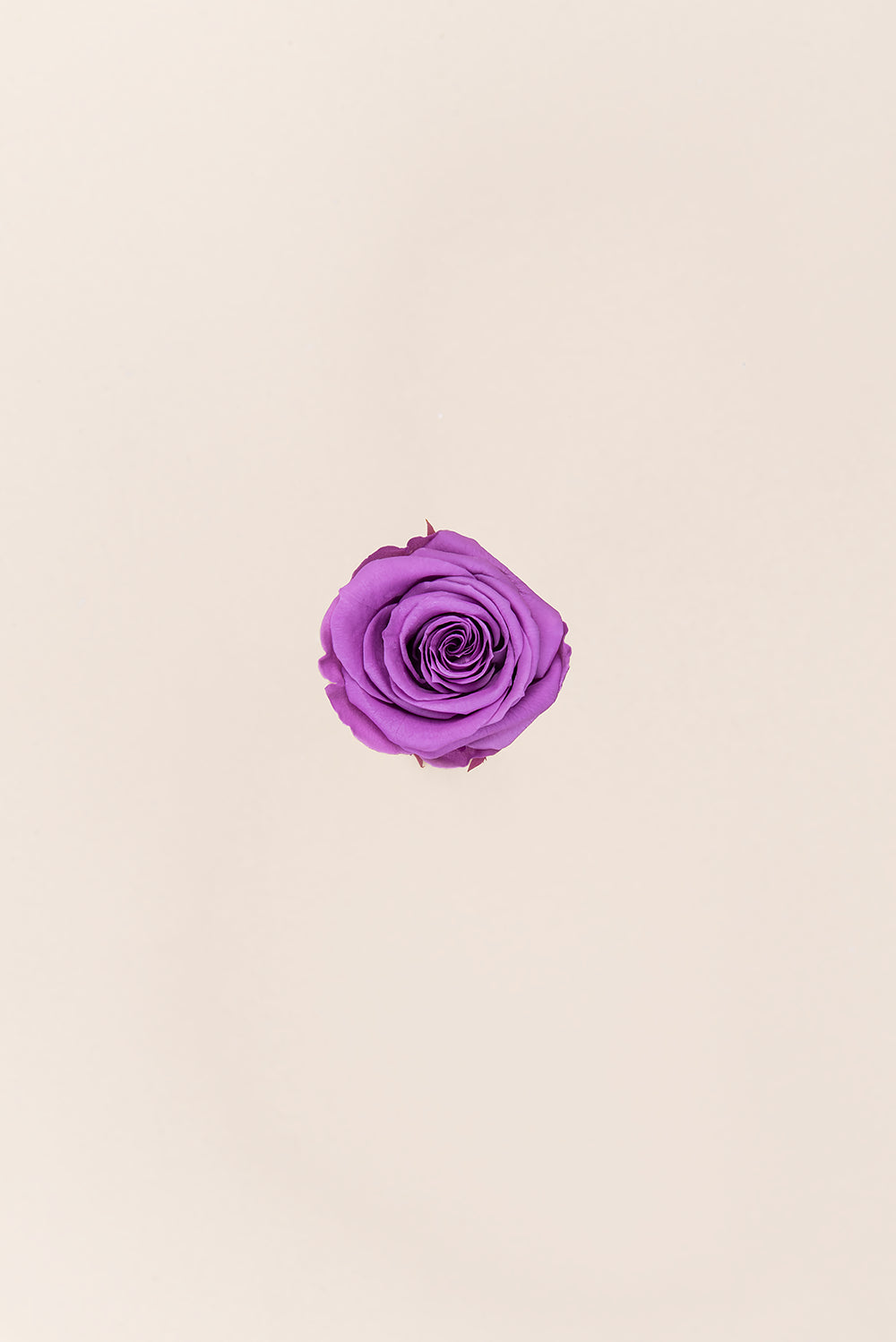 Rose Mini Bulk - Pack 288 u.