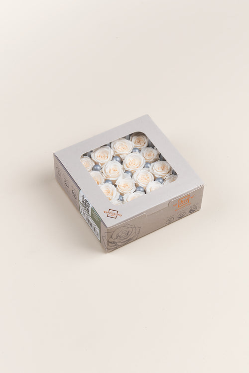 Rosa Princess - Caja 16 cabezas