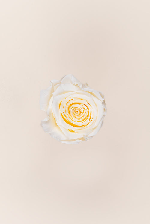 Rosa Queen a granel - Pack 120 u.