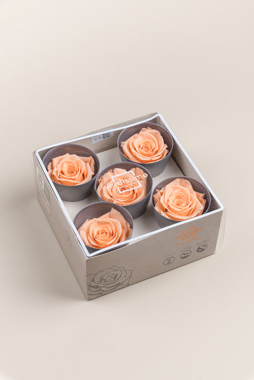 Rose Queen - Box 5 heads