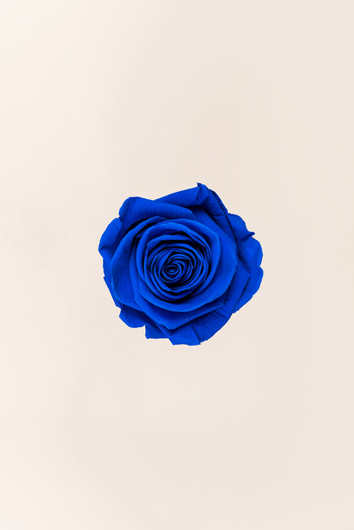 Rose Queen Großpackung – 120 Stück
