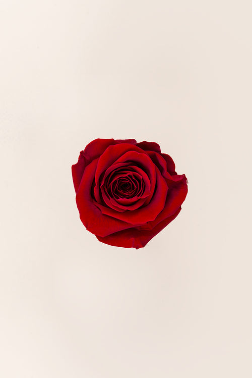 Rosa Queen a granel - Pack 120 u.