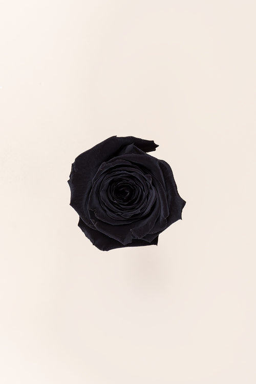 Rose Queen Bulk - Pack 120 u.