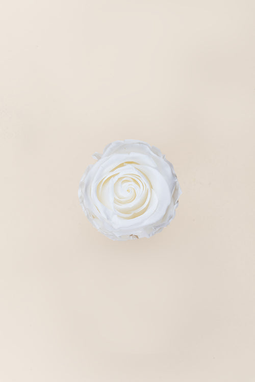 Rose Standard Vrac - Paquet de 195 u.