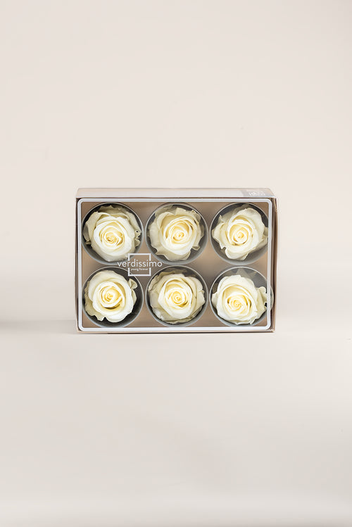 Rose Standard - Box 6 heads