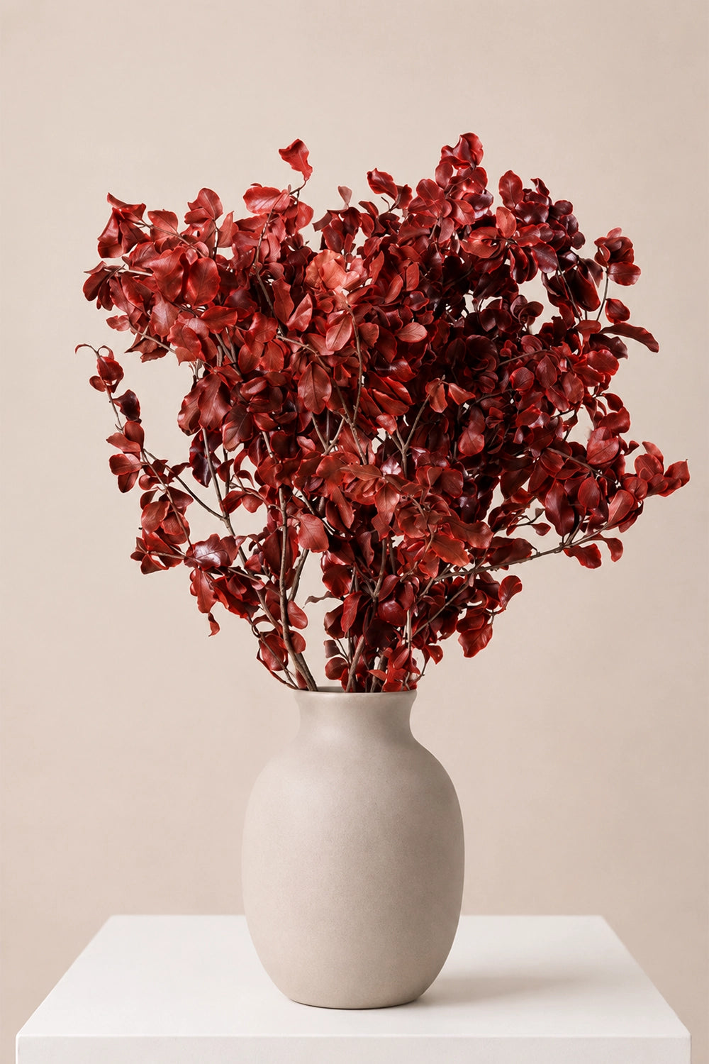 Pittosporum