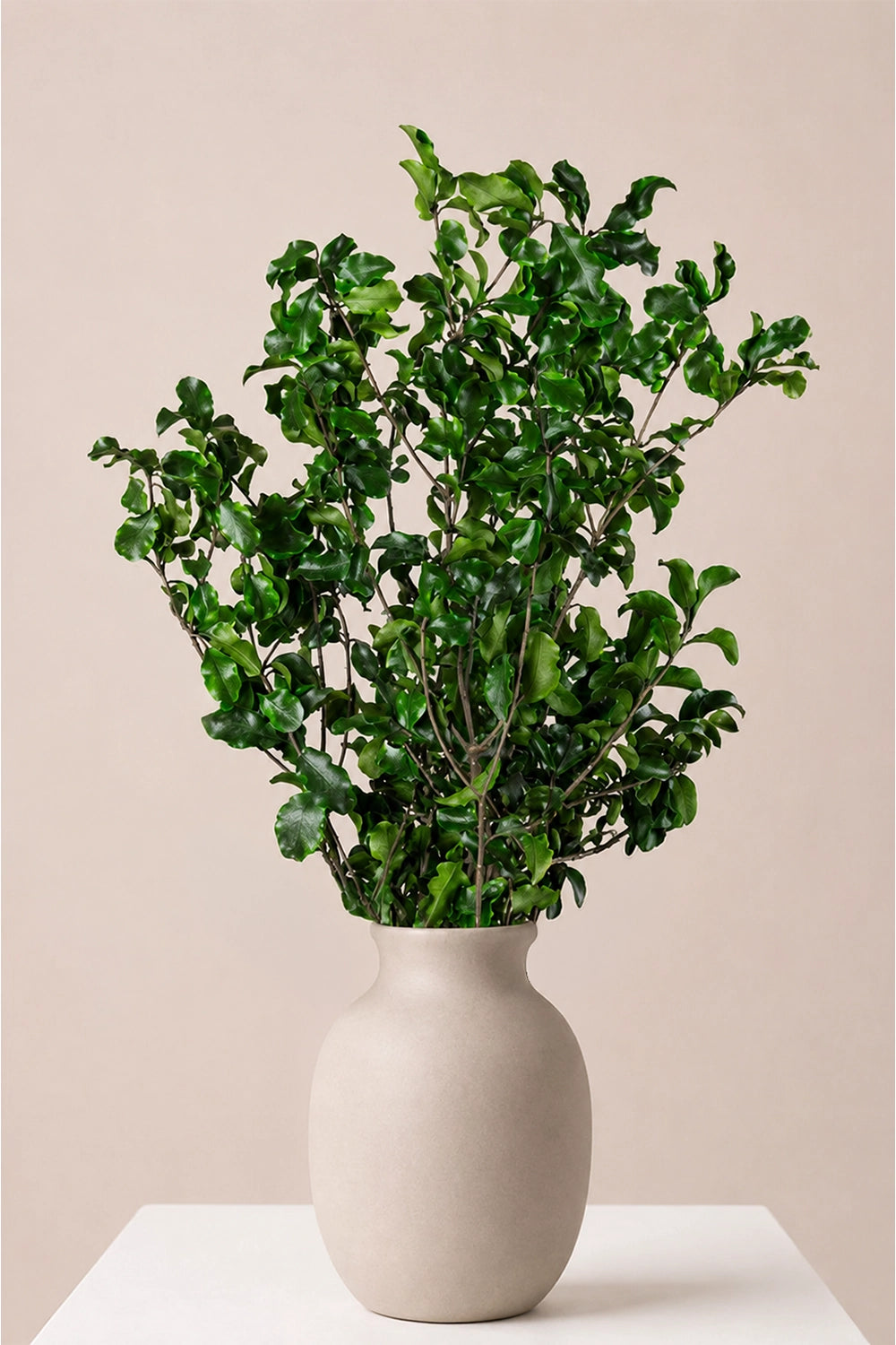 Pittosporum bulk