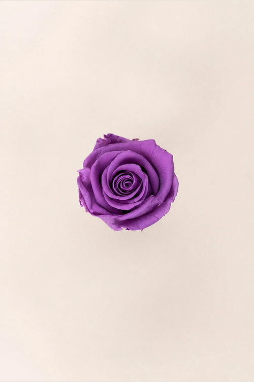 Rose Standard Vrac - Paquet de 195 u.