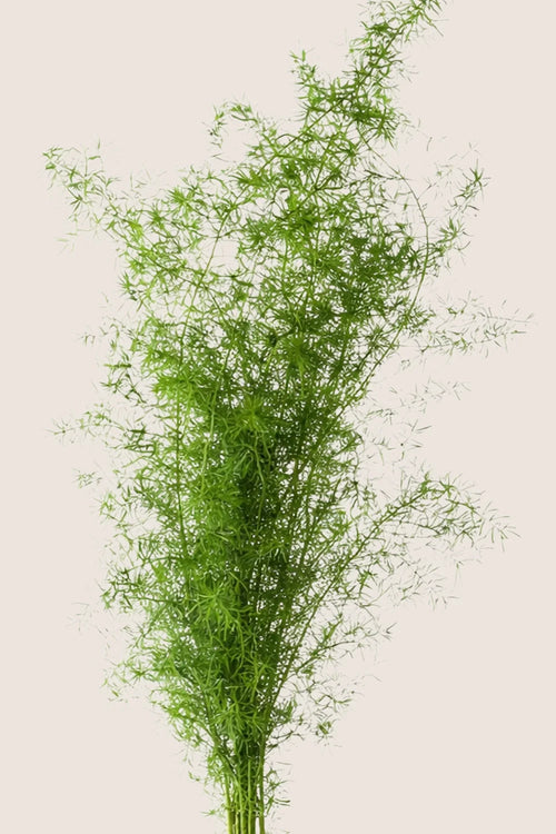 Sprenger-Spargel