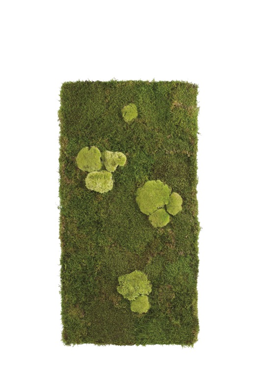 Preserved Moss【 Information & Projects 】- Verdissimo