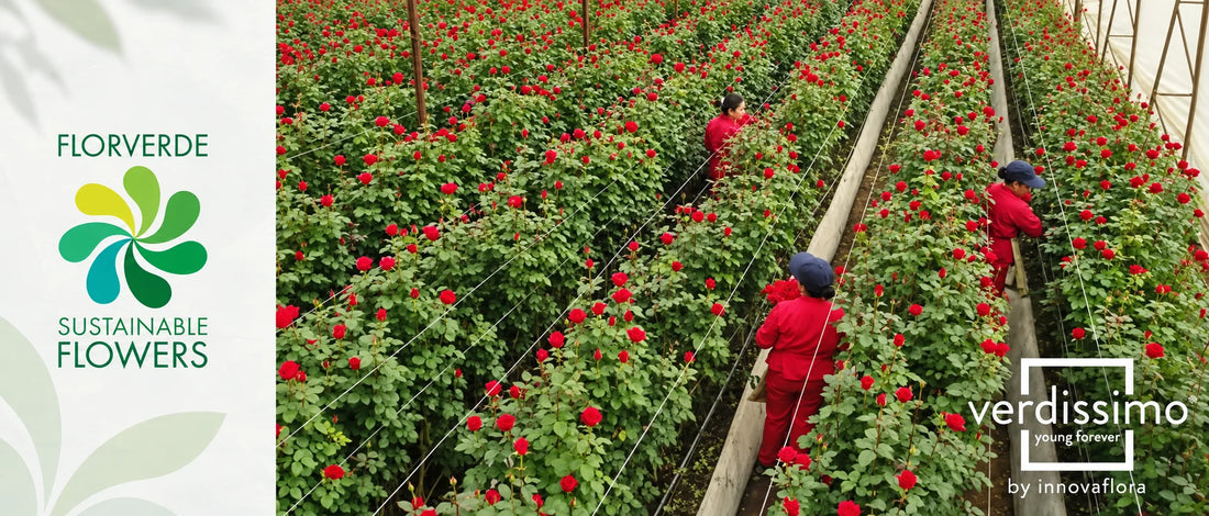 Verdissimo Achieves Full Florverde Certification: A New Benchmark in Sustainable Preserved Nature
