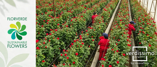 Verdissimo Achieves Full Florverde Certification: A New Benchmark in Sustainable Preserved Nature