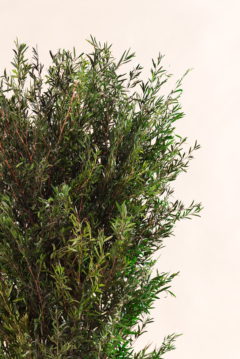 Lepto Longifolia