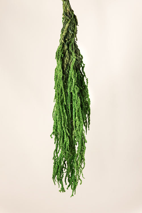 Amaranthus