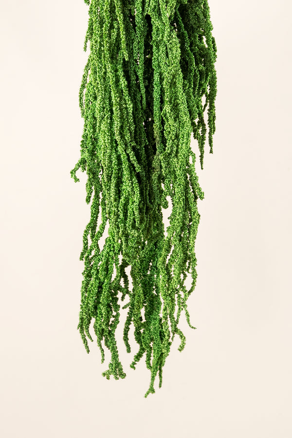 Amaranthus