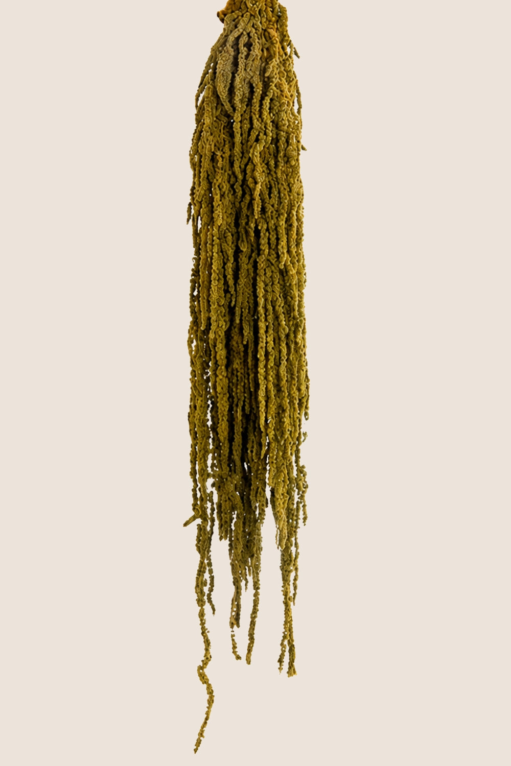 Amaranthus